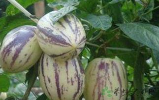 常吃茄瓜好吗,健康生活新选择