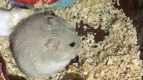 王老板吃瓜,揭秘娱乐圈幕后风云