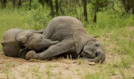 小象在南泥湾吃瓜