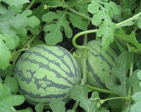 术后可以吃淡水瓜吗,淡水瓜的适宜摄入与禁忌