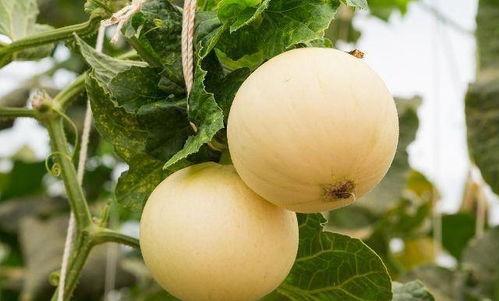 吃瓜嗓子吃坏了怎么办