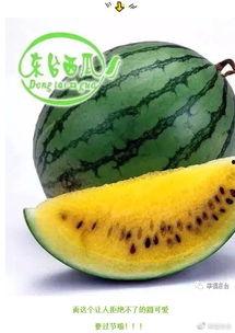 喜福会开瓜吃瓜,一场开瓜吃瓜的欢乐盛宴