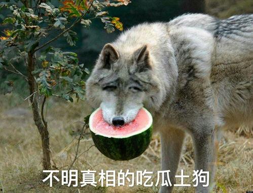 官狼吃瓜日记,揭秘娱乐圈幕后风云