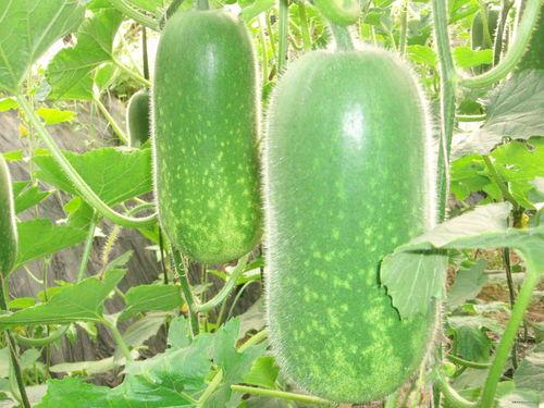 4566吃瓜,揭秘娱乐圈背后的那些事儿