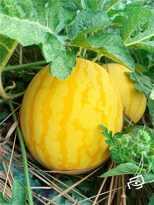 在山上吃海瓜,探秘山间美味——山珍海瓜的奇妙之旅