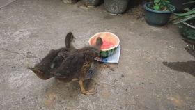 微微子吃瓜,揭秘娱乐圈幕后故事